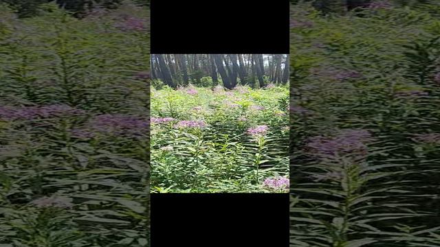 Иван-чай