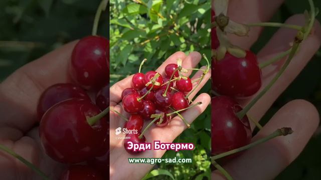 Супер вкусная вишня - Эрди Ботермо - Кубань - Агро Сад - Ковальчук