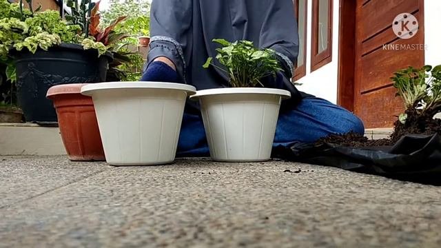 Cara Memperbanyak Tanaman Keladi Mini Atau Syngonium Liliput