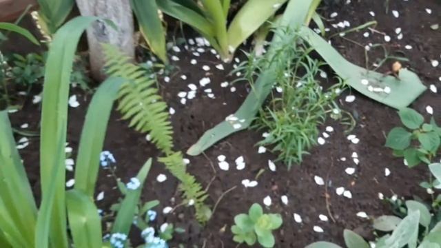 Обзор сада 8 июня Сажу клематис, удобряю чеснок...