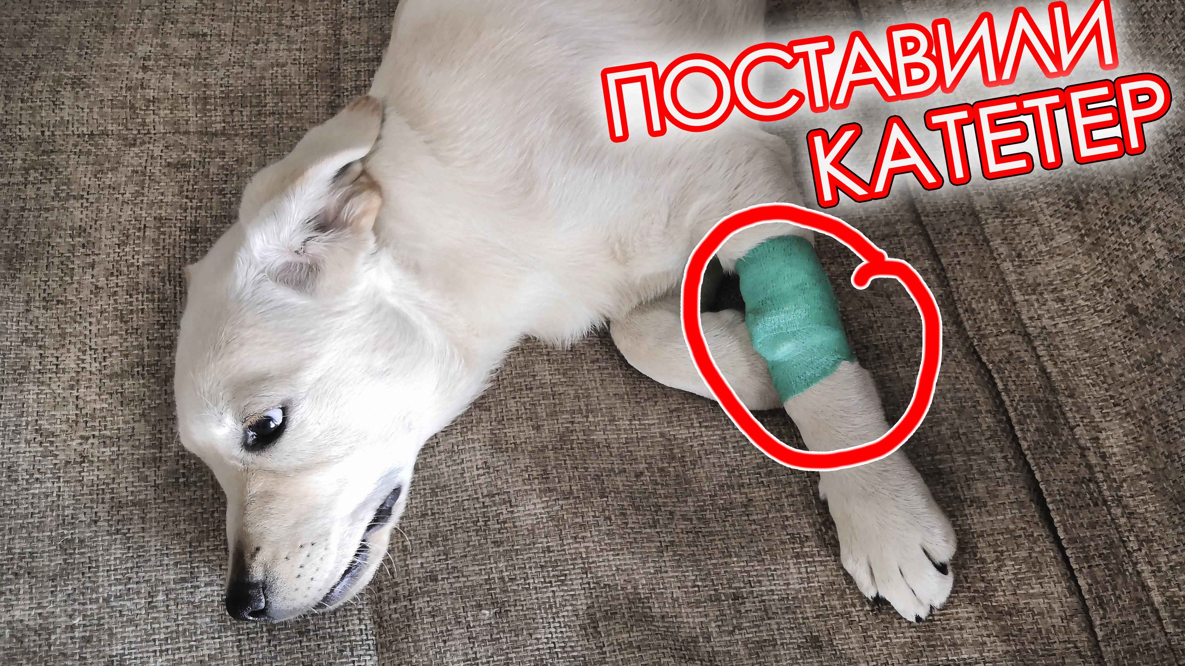 Лабрадор Молли Заболела, Не ест и Не играет . Поставили Катетер для капельницы.