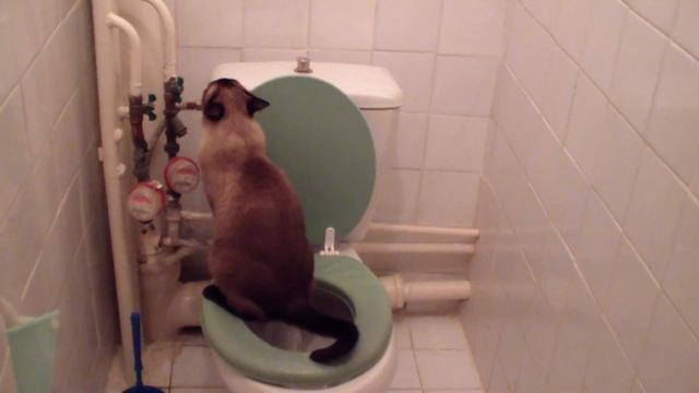 Кот в туалете)))))