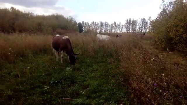 адаптация коров друг к другу//соединил коров в одно стадо//Марфа и брусня на пастбище
