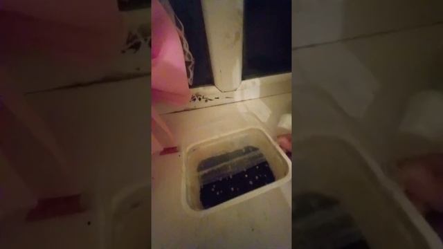 улитки ? кладка начали вылечиться улитка ? ? ? ещё малышы(Звериное счястья )