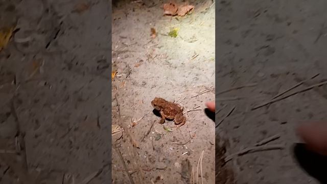 Серая лесная жаба.mp4