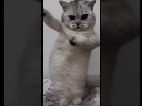 Типи типи тяпа тяпа | #cat #kot #dance #кот #коттанцует #типитяпа #типи #тяпа #shorts