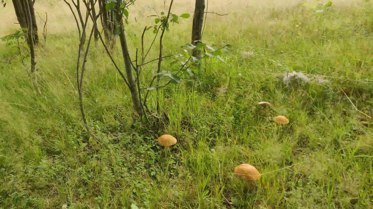 Лысьва. Очень грибной год. 05.08.2021 г. Видео Александра Варанкина