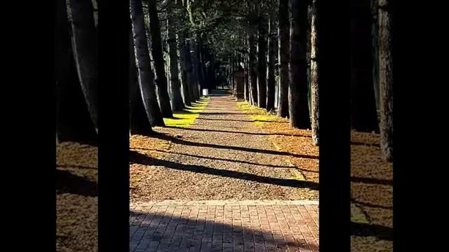 ЭХО ПИЦУНДЫ__АБХАЗИЯ
ФОТО ДАУРА БЕНИА