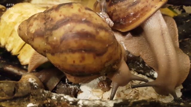 Растения в моём улитятнике