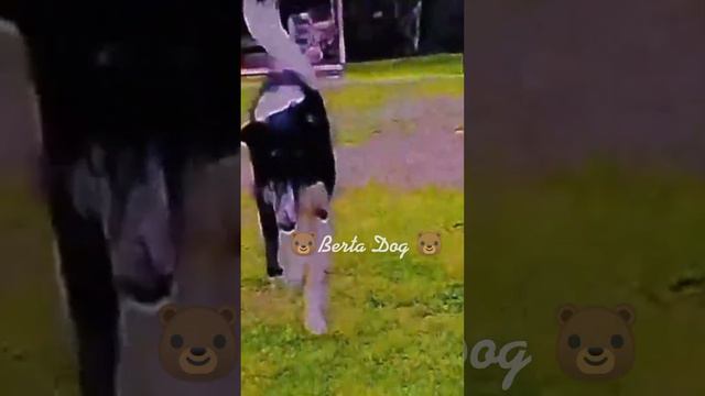 🐻эдит русская борзая 🐻/ давненько не было эдитов 🌿💗