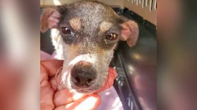 Она жила на мусорке, а спала прямо на мусорных пакетах