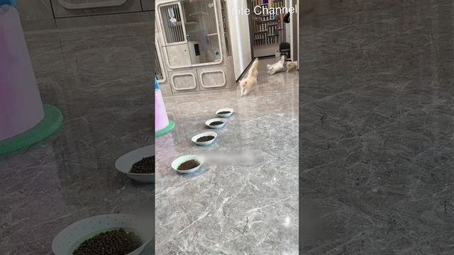 милые котики