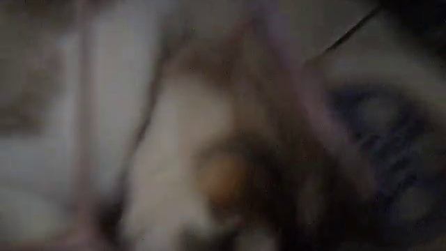 cat in toy baby pram