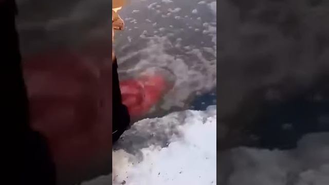 Суповой набор в реке!!!