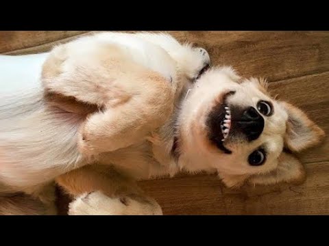 ПРИКОЛЫ С ЖИВОТНЫМИ ?? Смешные Собаки Смешные Коты Забавные Животные #3