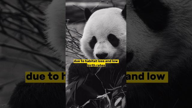 "The Vanishing Treasures: Urgent Concerns for Endangered Wildlife" #endangeredspecies #wildlife