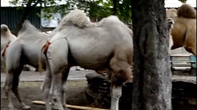 А у нас во дворе верблюды гуляют
