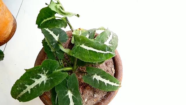 Plantation and take care of Syngonium wendlandii. all about Syngonium wendlandii. Indoor plants|