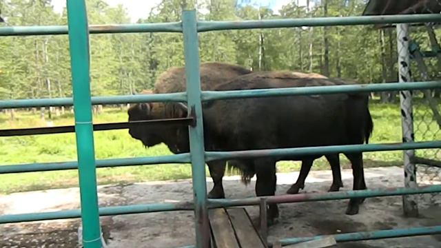ЗУБРЫ! Приокско-террасный заповедник
