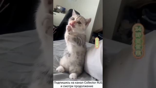 Маленькие котики