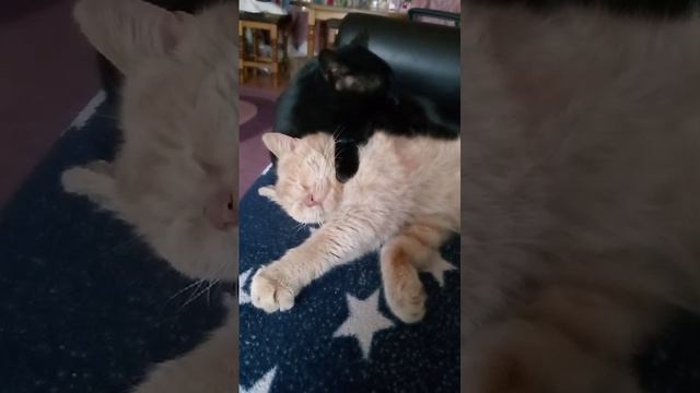 Инь-ян
Два котика . два друга