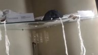менора днепр равновесие баланс усмирить в себе животное 2