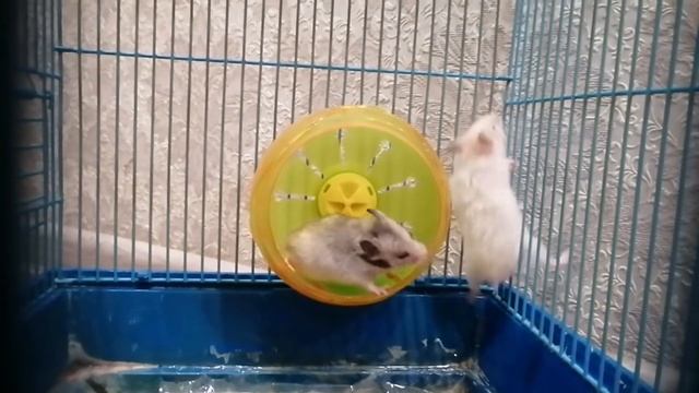 Сирийские хомячки  /// Сирийские хомячки