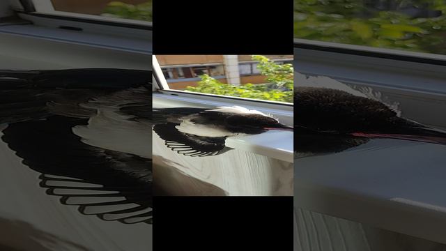 Сорока Сара. А вы видели когда нибудь как сорока принимает солнечные ванные.