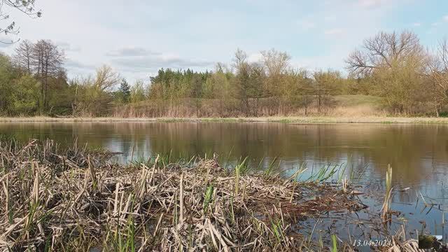 Река Оскол. Правый берег. 13.04.2024г.