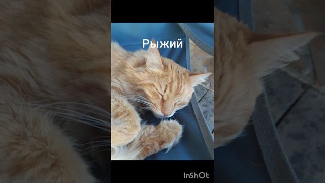 коты