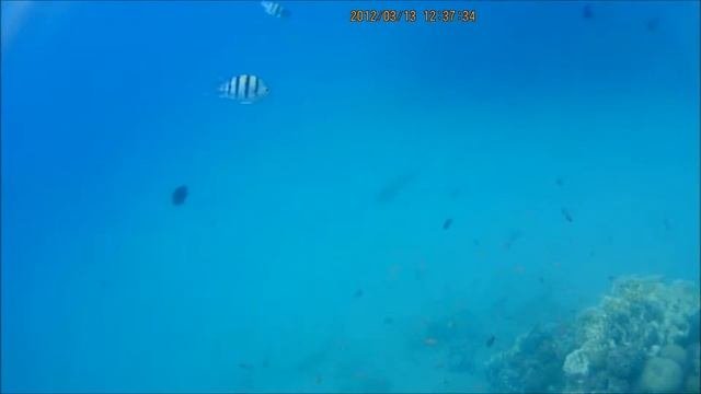 Egypt. Taba. underwater. Сноркелинг на пляже курорта Таба Египет
