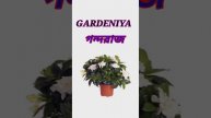 HIBISCUS TUBEROUS GARDENIA COCSCOMB ARABIYAN ENGLISH TO BANGLA EDUCATION @mamonleducation