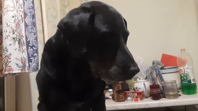 А4 Музей  Пса Жил Был Пес Иван Соколов  Таня Иванова  YouTube Leo Ridge