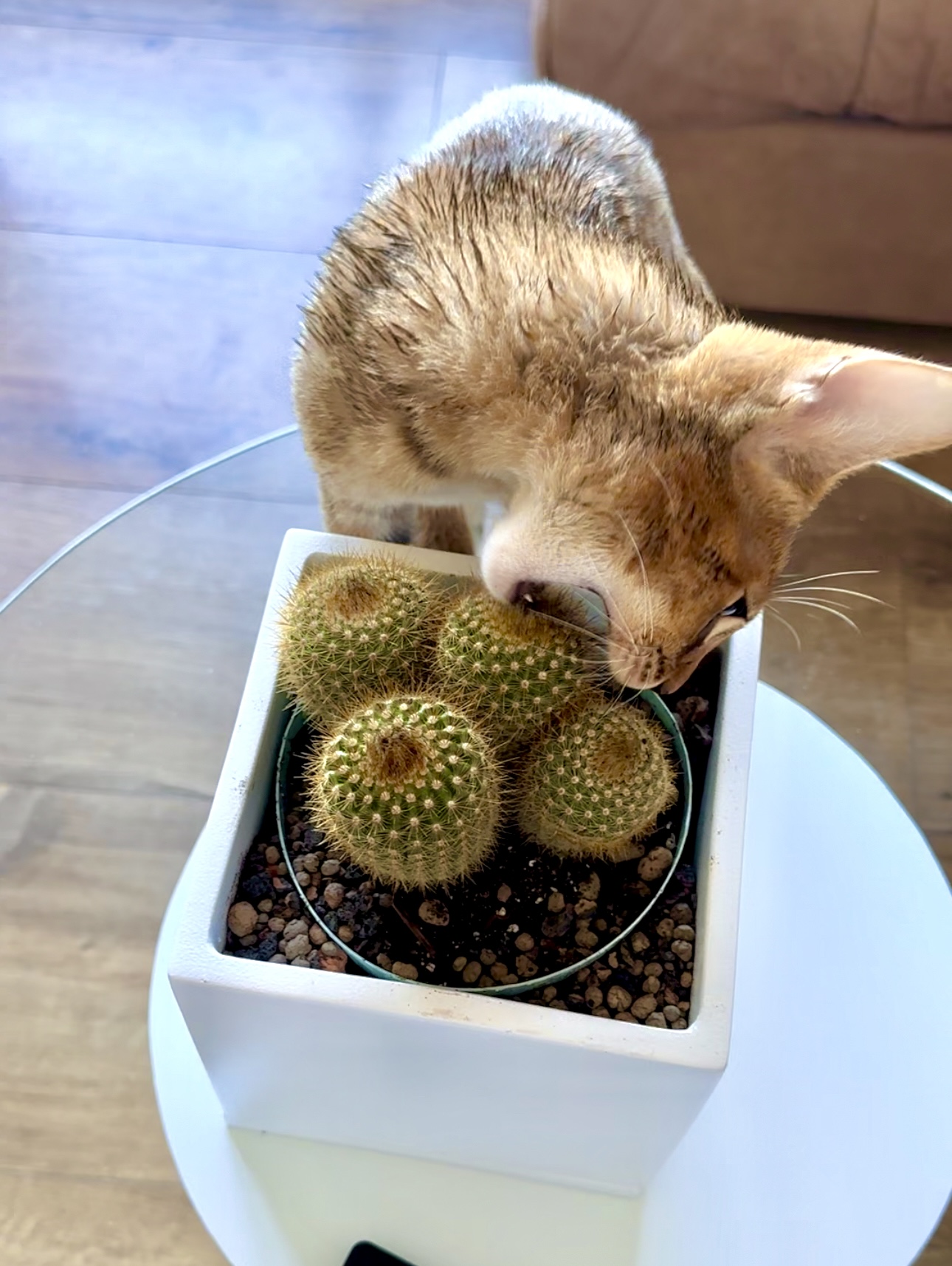 Кот ест кактус, смешное видео