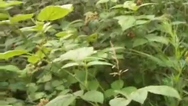 Дикая МАЛИНА