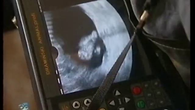 Челябинская область Троицк Животноводство Герефорды Суррогатное материнство Эко Двойня Март 2013