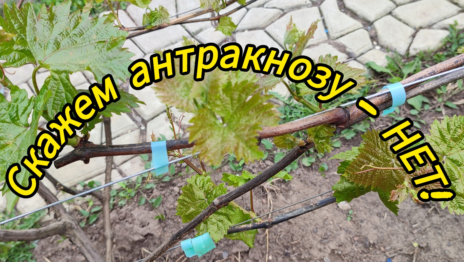 Обработка винограда от антракноза. 26.04.24