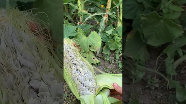 Что с кукурузой?! Думали крупная кукуруза, а тут 😲  #подпишись #рекомендации #шортс