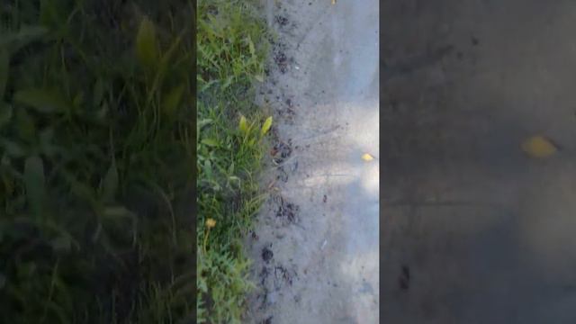 гибнут муравьи