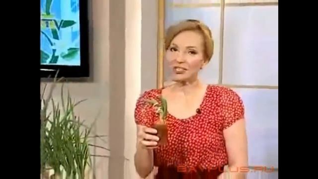 Луковое счастье