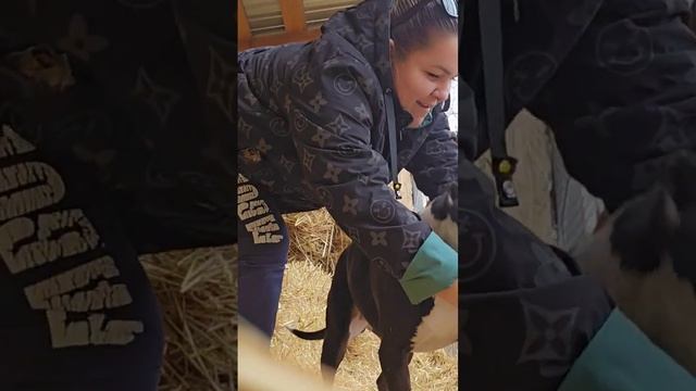 Вечная моя проблема одеть шлейку ?