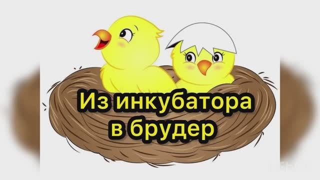 Переселяем перепелят из инкубатора в брудер