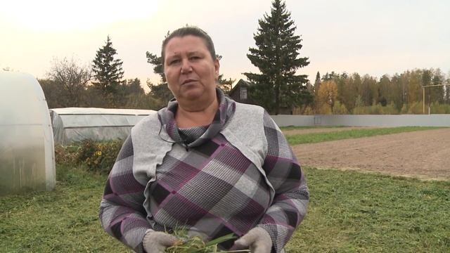 Запахиваем сидераты