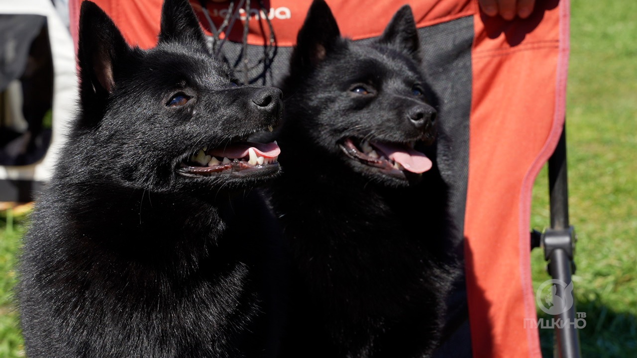 Всероссийская выставка собак всех пород прошла в Пушкино