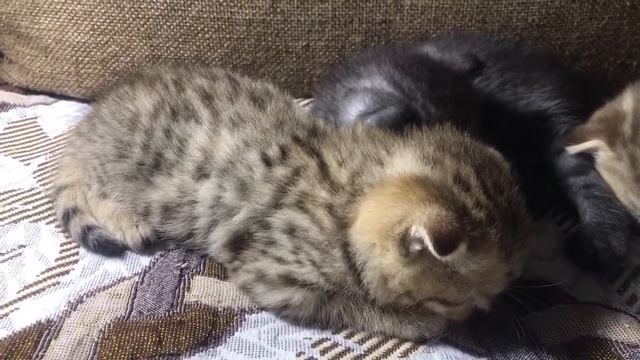 Котята-1 месяц 4 дня?????