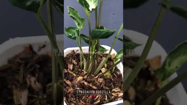 Syngonium Godzilla | tanaman hias