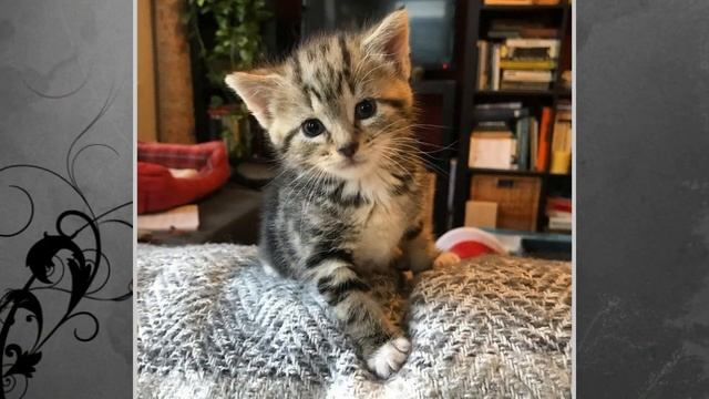 Люди отдали котёнка спасателям, но не смогли перестать думать о нём!
