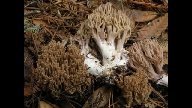 Ramaria fennica