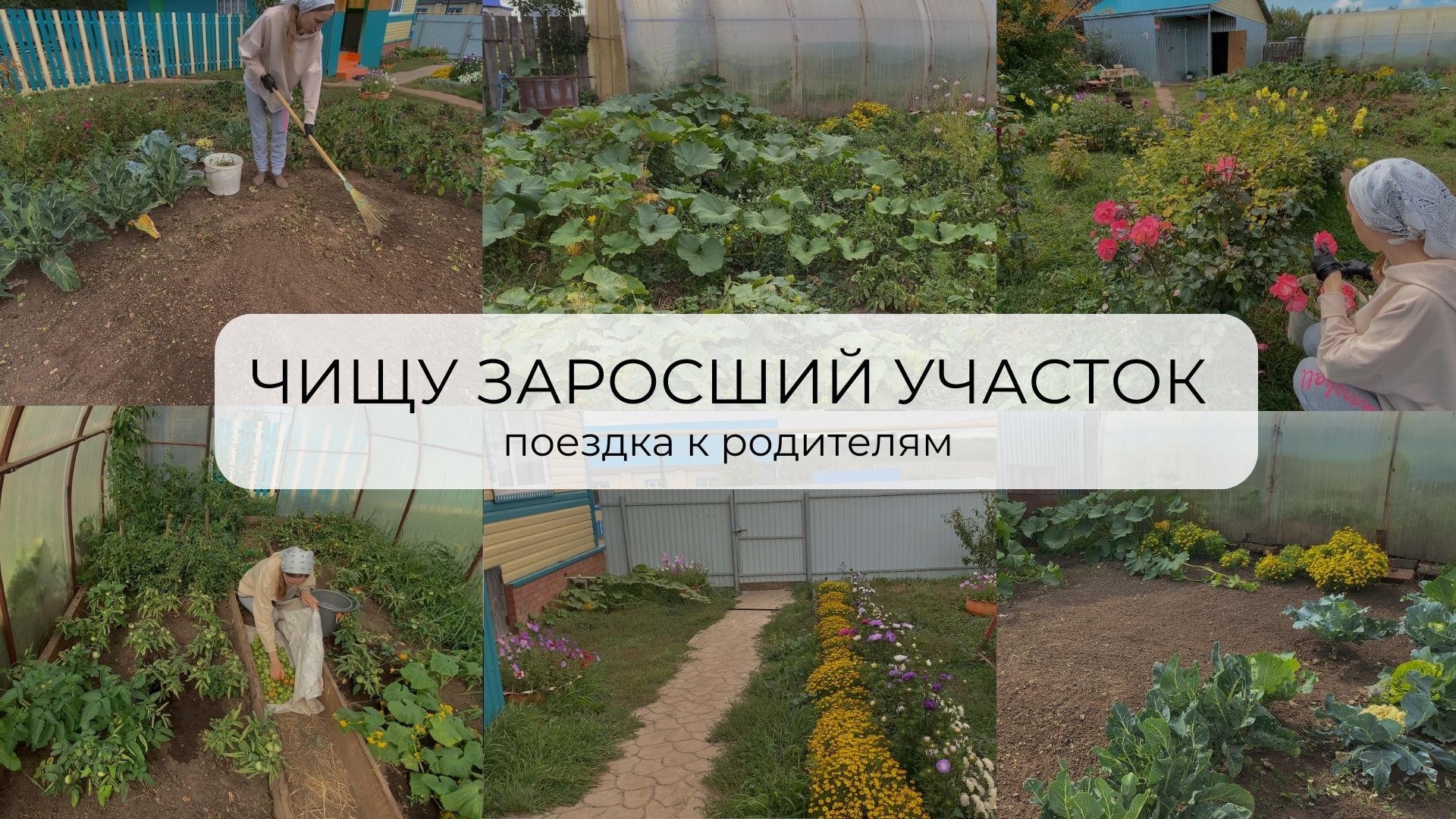 ЧИЩУ ЗАРОСШИЙ УЧАСТОК | уехали к родителям | собираю помидоры