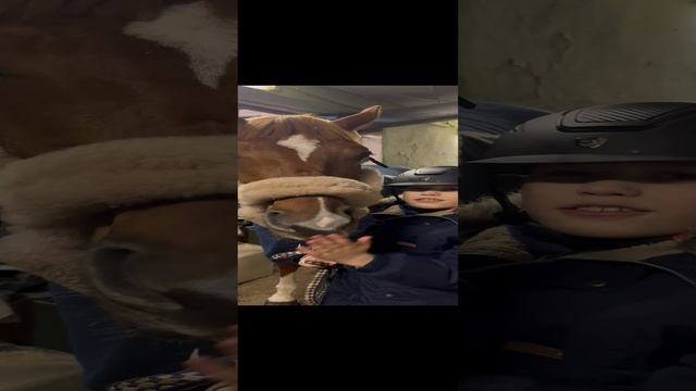 Буденовская порода 
#конныйспорт #лошади # конюшня